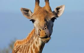 Giraffe Giraffe