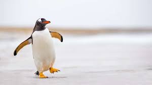 Penguin Penguin